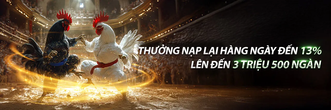 Đá gà trực tiếp 81nyc – Khung cảnh trận đấu